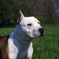 Picture of sligo's lady ann of am shire, american staffordshire terrier portrait