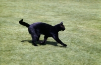 Picture of slim black cat striding out
