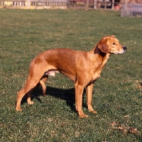 Picture of sloopy, smooth coated lurcher