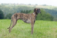 Picture of sloughi sighthound of morocco