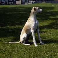 Picture of sloughi sitting on grass