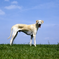 Picture of sloughi standing on grass