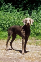 Picture of Slovakian Rough-haired Pointer (aka Slovensky Hrubosrsky Stavac, Slovakian Pointing Griffon, SRHP)