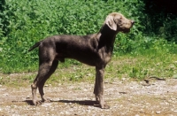 Picture of Slovakian Rough-haired Pointer (aka Slovensky Hrubosrsky Stavac, Slovakian Pointing Griffon, SRHP), side view