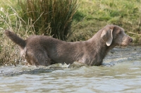 Picture of Slovakian Rough Haired Pointer