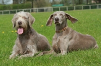 Picture of Slovakian Rough Haired Slovakian Pointer (l) and Weimaraner (r)