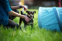 Picture of small black and tan mongrel dog standing near owner and waiting to go in a tunnel 