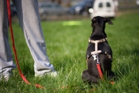 Picture of small black italian greyhound cross sitting in a field near owner