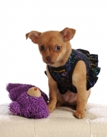 Picture of small dog puppy, chihuahua mix
