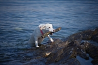 Picture of small labrador cross retrieving stick from the water