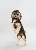 Picture of Small mixed breed dog in studio, on hind legs licking lips.