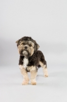 Picture of Small mixed breed dog in studio.