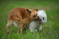 Picture of small mongrel dog and lhasa apso playing fight