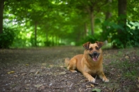 Picture of small mongrel dog at rest in a beautiful forest scenery