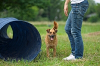 Picture of small mongrel dog at training