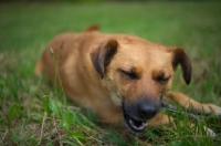 Picture of small mongrel dog chewing a stick in the grass