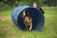 Picture of small mongrel dog coming out of a tube, happy owner in the background