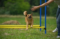 Picture of small mongrel dog jumping across an obstacle, guided by trainer