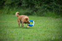 Picture of small mongrel dog palying with a toy