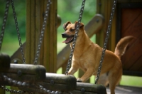 Picture of small mongrel dog playing in a children playground
