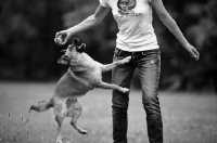 Picture of small mongrel dog playing with owner