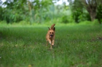 Picture of small mongrel dog running in the grass