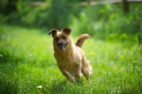 Picture of small mongrel dog running in the grass