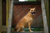 Picture of small mongrel dog sitting in a children playground