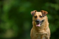 Picture of small mongrel dog sitting on a wooden table