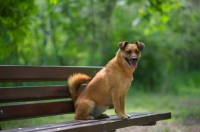 Picture of small mongrel dog sitting on a bench in a park
