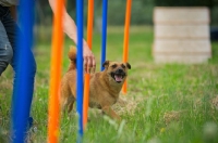 Picture of small mongrel dog slaloming between poles guided by trainer