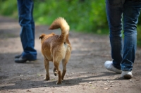 Picture of small mongrel dog walking by owner's side