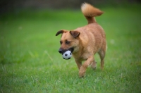 Picture of small mongrel dog walking in the tall grass holding a ball in her mouth