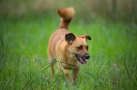 Picture of small mongrel dog walking in the tall grass