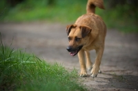 Picture of small mongrel dog walking on a path