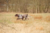 Picture of Small Munsterlander in field