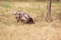 Picture of Small Munsterlander in field