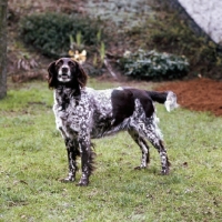 Picture of small munsterlander in garden