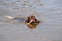 Picture of Small Munsterlander in water