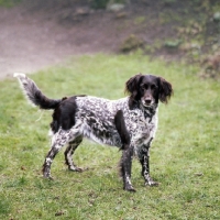 Picture of small munsterlander, inka vom frauenmeer, on grass