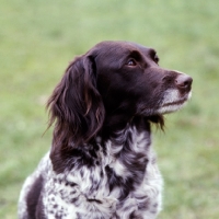 Picture of small munsterlander portrait