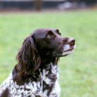 Picture of small munsterlander portrait