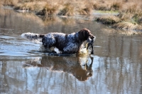 Picture of small Munsterlander retrieving from water