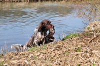 Picture of Small Munsterlander retrieving from pond