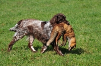 Picture of Small Munsterlander retrieving dead fox