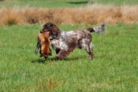 Picture of Small Munsterlander retrieving dead fox