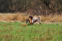 Picture of Small Munsterlander retrieving dead fox