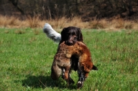 Picture of Small Munsterlander retrieving dead fox