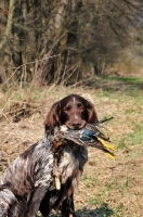 Picture of small Munsterlander retrieving duck