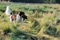 Picture of small Munsterlander retrieving